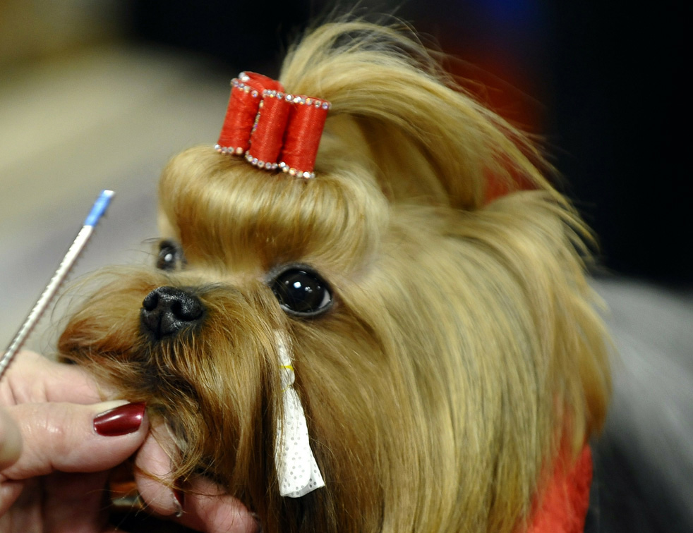 dog_show_04.jpg