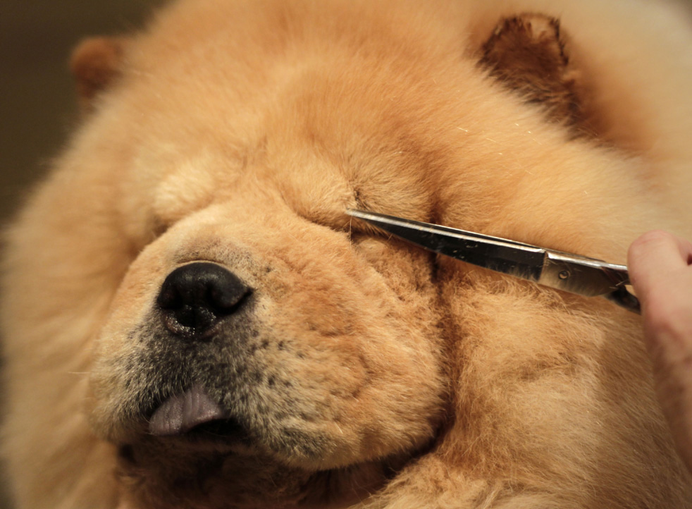 dog_show_06.jpg