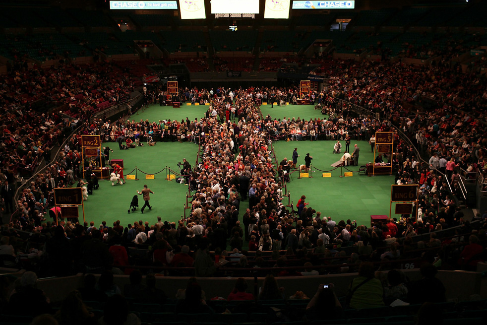 dog_show_08.jpg