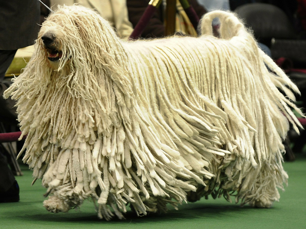 dog_show_09.jpg