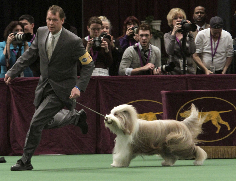 dog_show_13.jpg