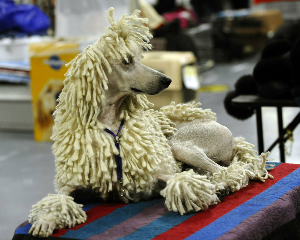 dog_show_14.jpg