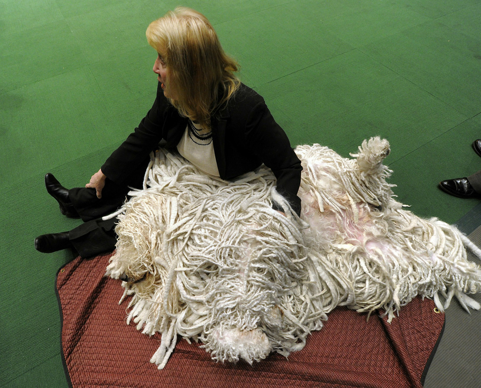 dog_show_15.jpg