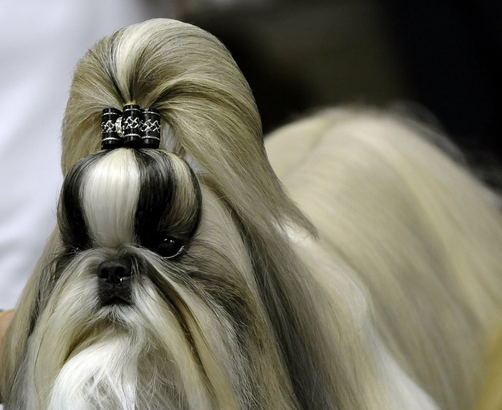 dog_show_16.jpg