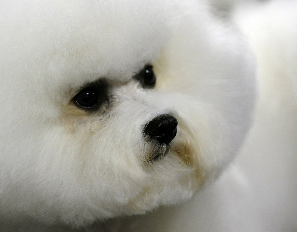 dog_show_17.jpg