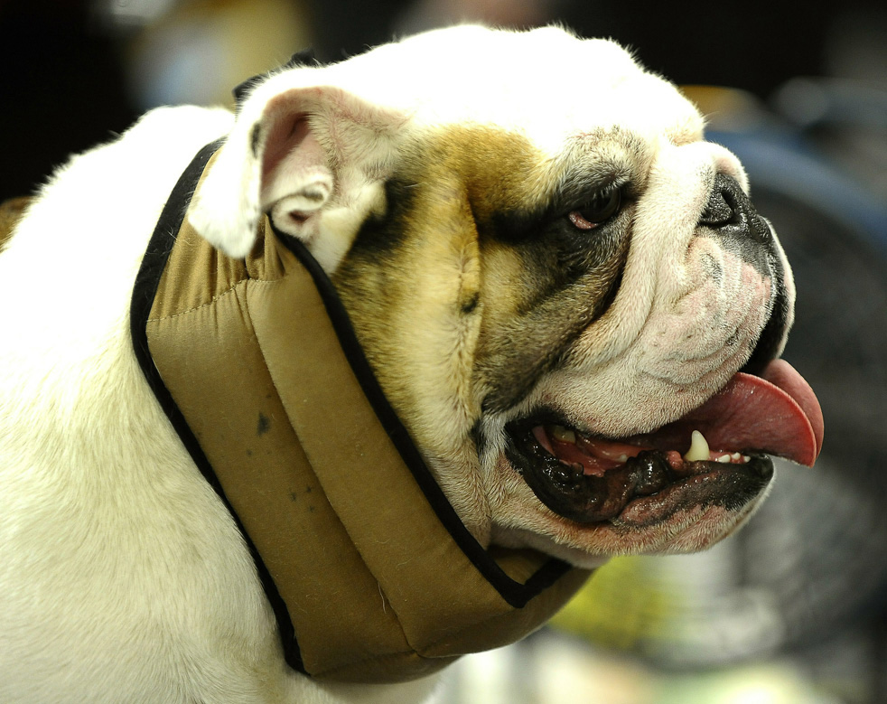 dog_show_18.jpg
