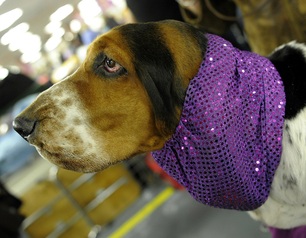 dog_show_19.jpg