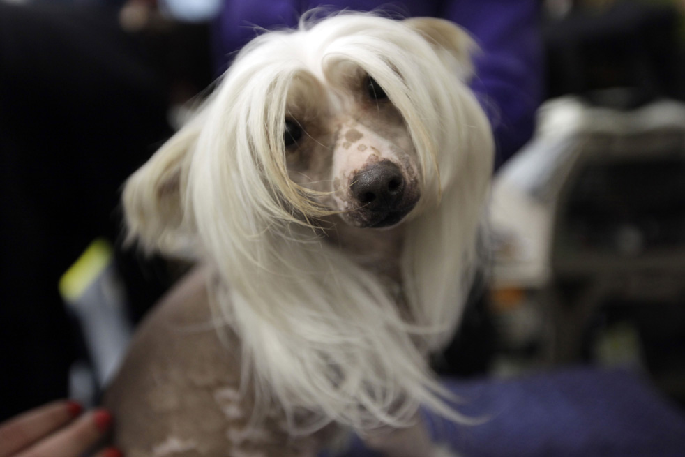 dog_show_21.jpg