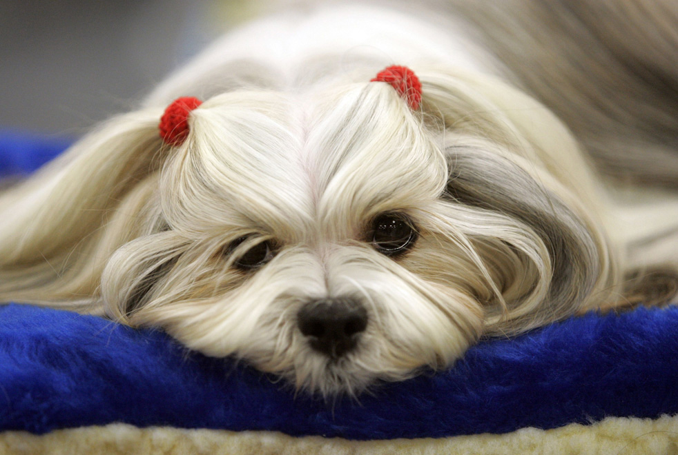 dog_show_22.jpg