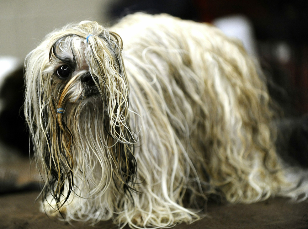 dog_show_23.jpg