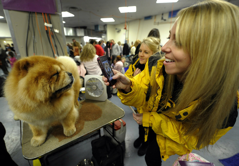 dog_show_30.jpg