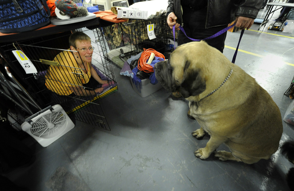 dog_show_34.jpg