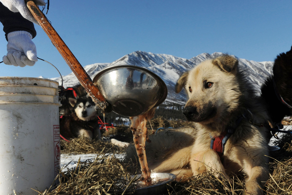 iditarod_2011_10.jpg