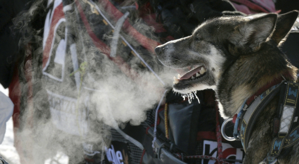 iditarod_2011_13.jpg