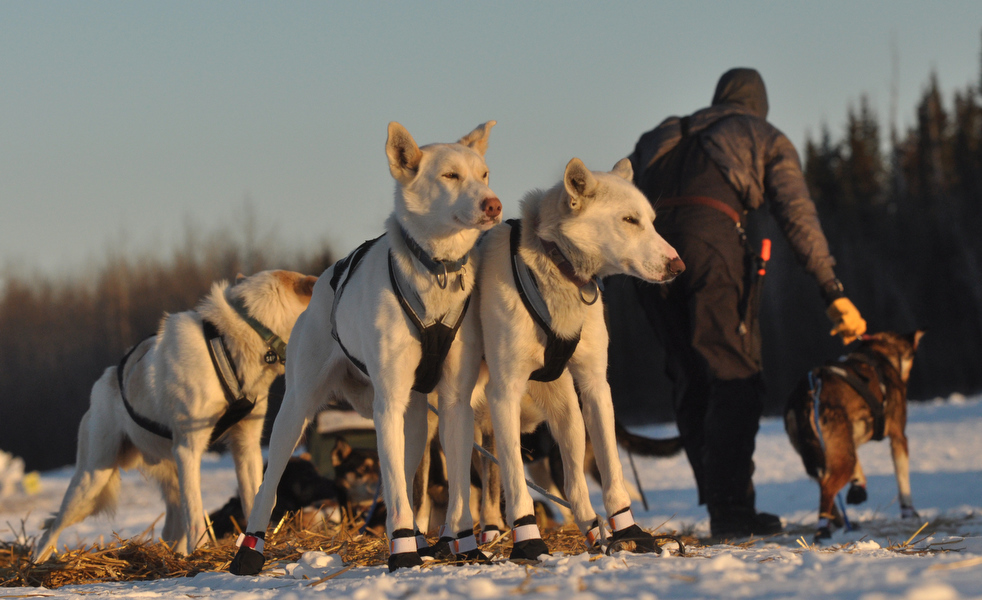 iditarod_2011_16.jpg