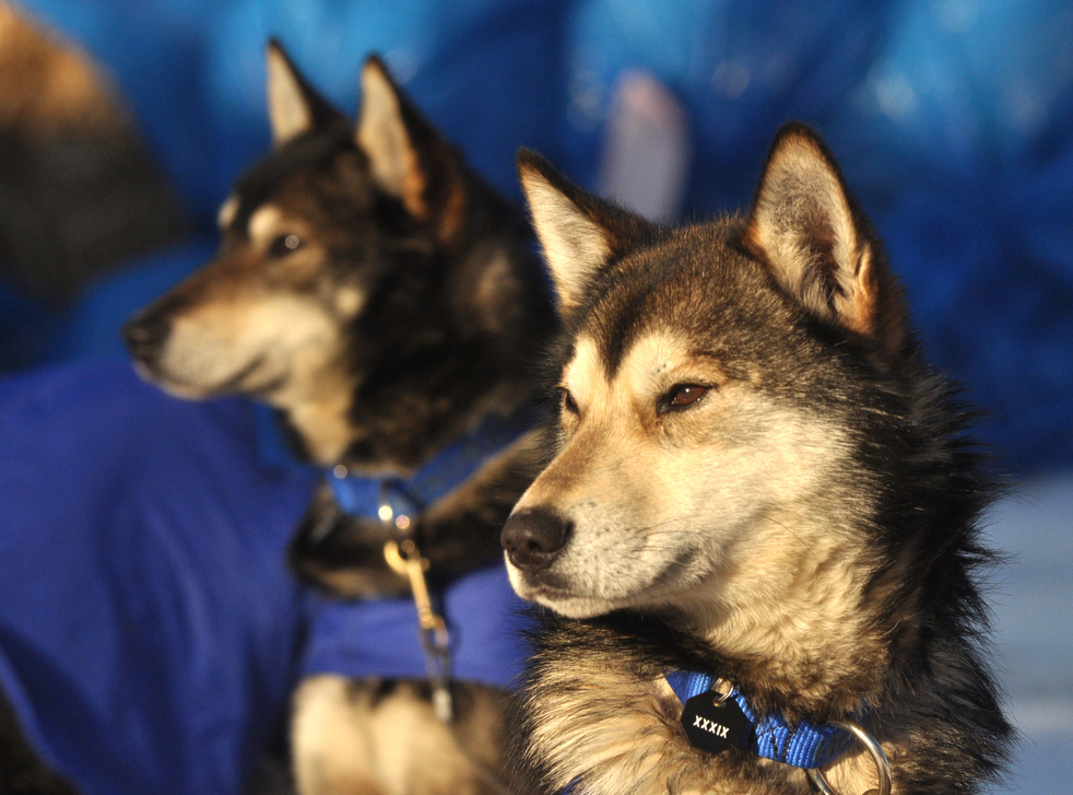 iditarod_2011_22.jpg