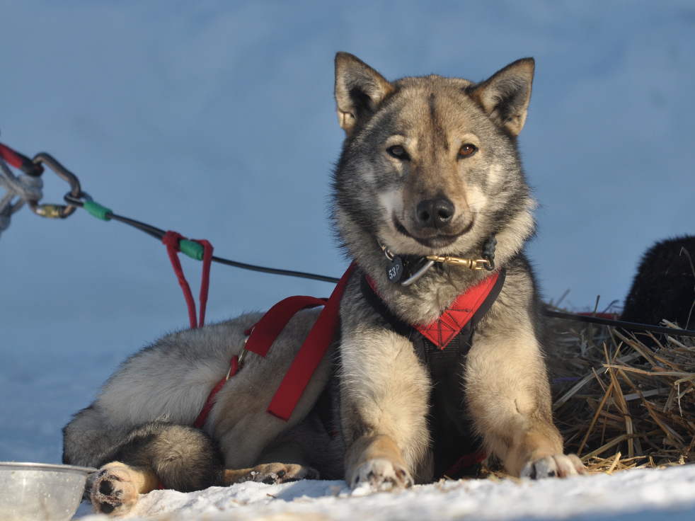 iditarod_2011_30.jpg