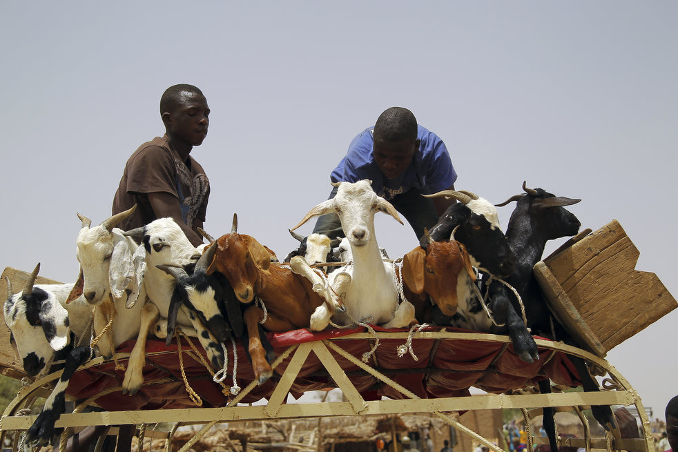 niger_last_camel_23.jpg