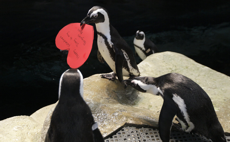 valentines_day_2012_02.jpg