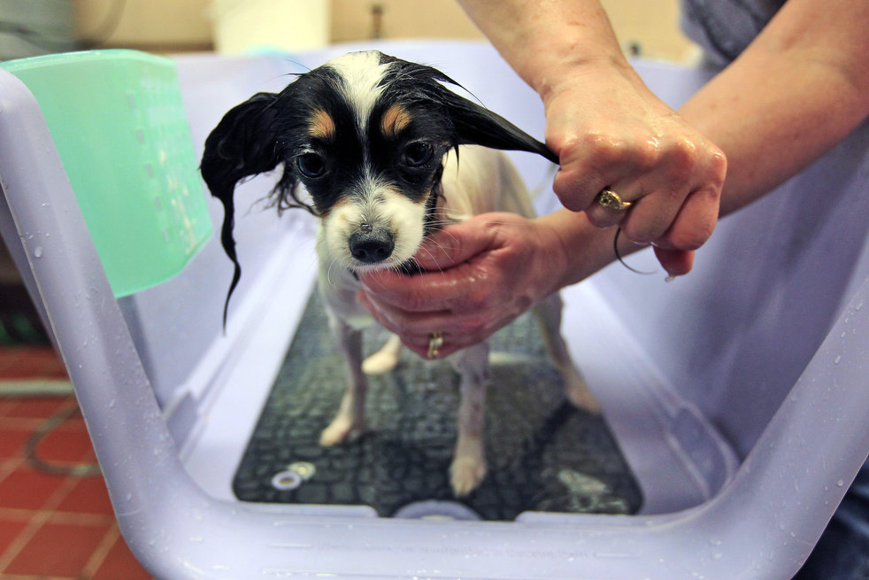 westminster_dog_show_01.jpg