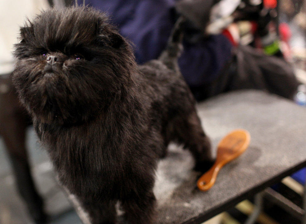 westminster_dog_show_02.jpg