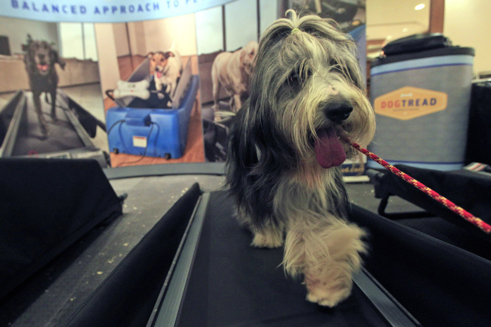 westminster_dog_show_07.jpg