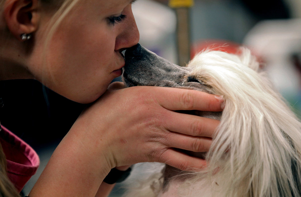 westminster_dog_show_08.jpg