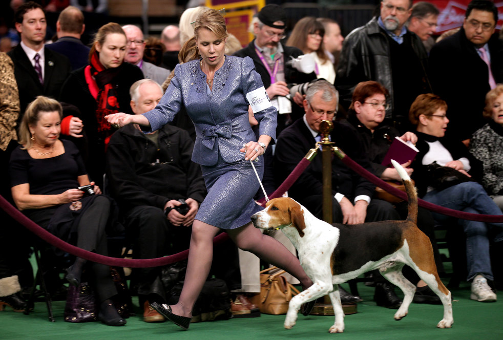 westminster_dog_show_10.jpg