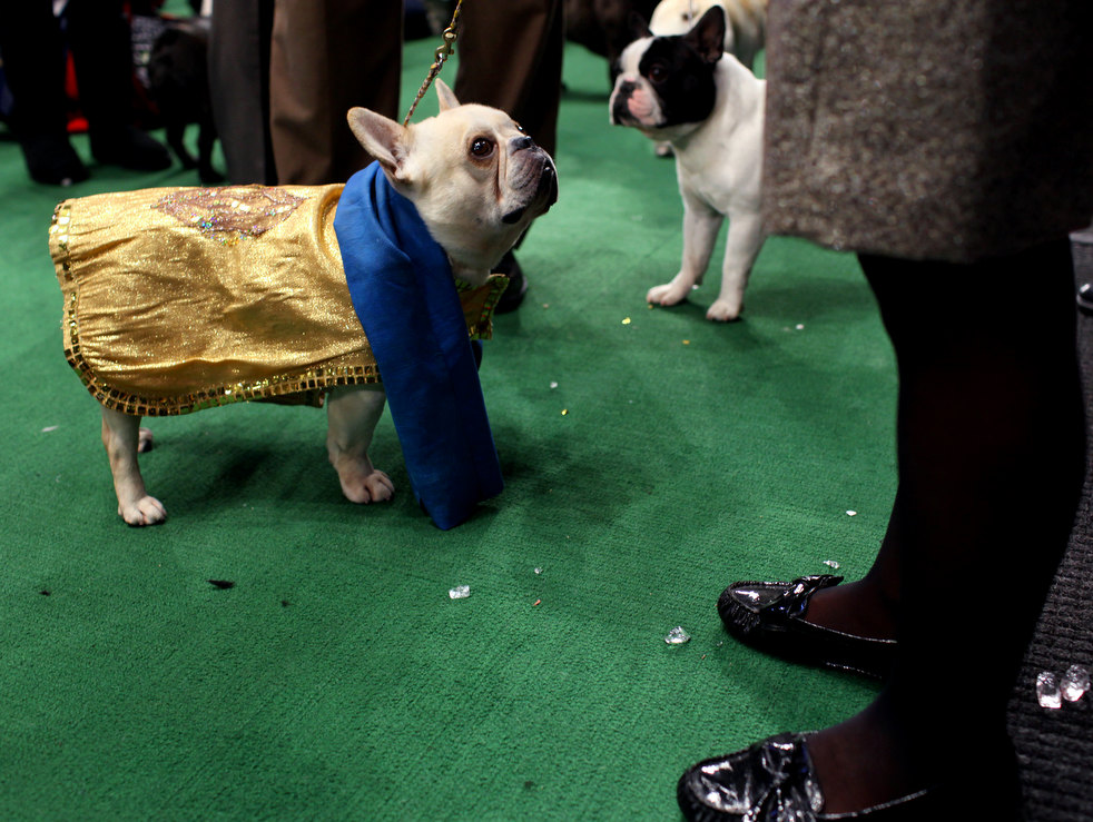 westminster_dog_show_11.jpg