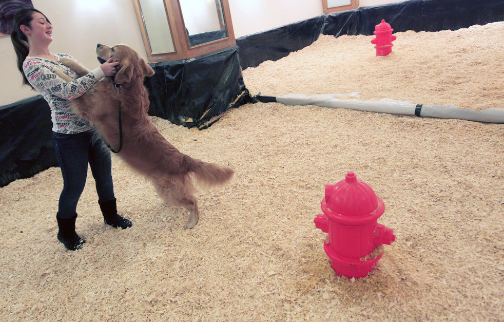 westminster_dog_show_13.jpg