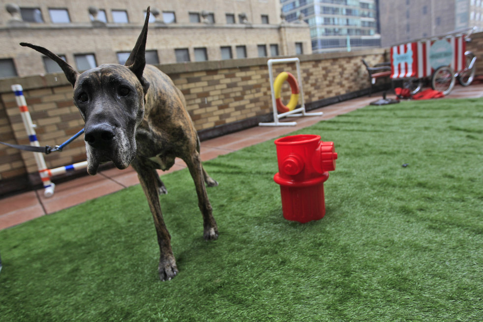 westminster_dog_show_15.jpg