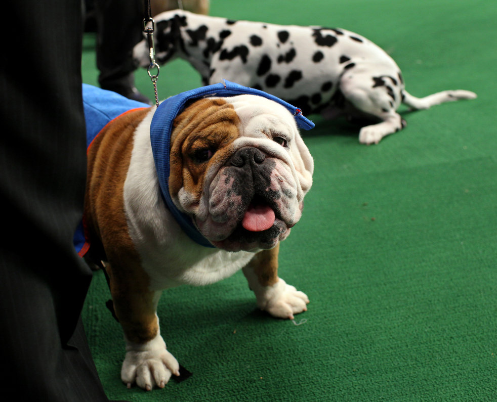 westminster_dog_show_16.jpg