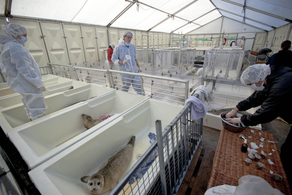 orphaned_seals_06.jpg