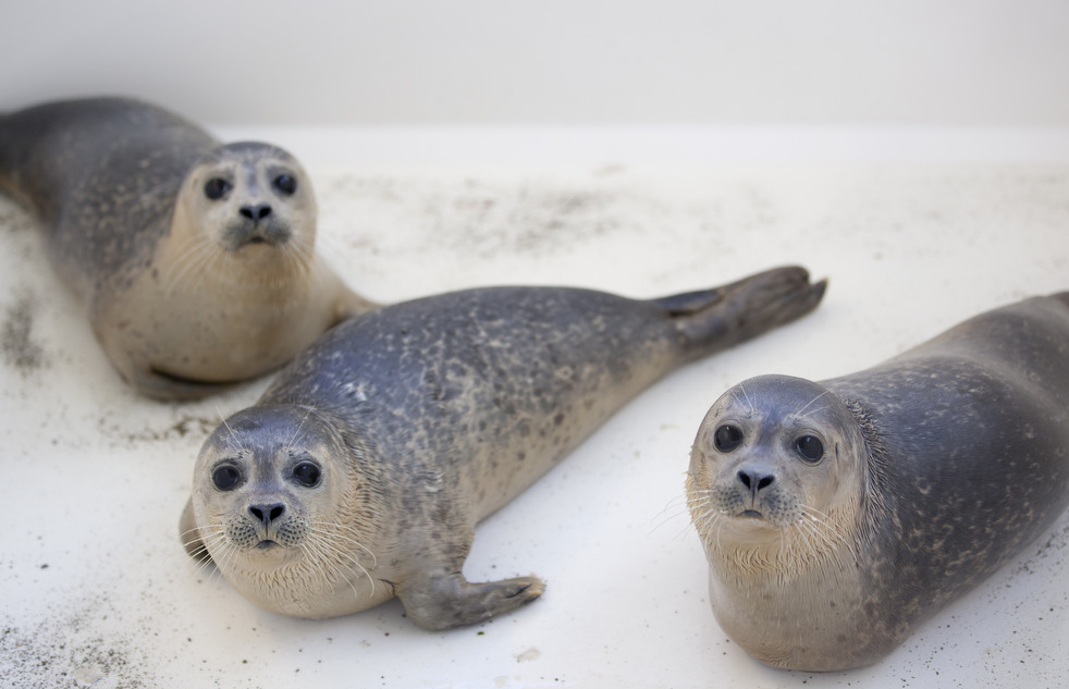 orphaned_seals_08.jpg