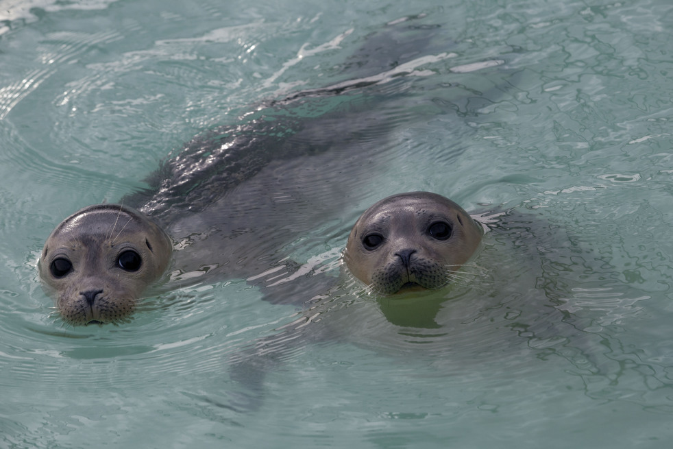 orphaned_seals_09.jpg