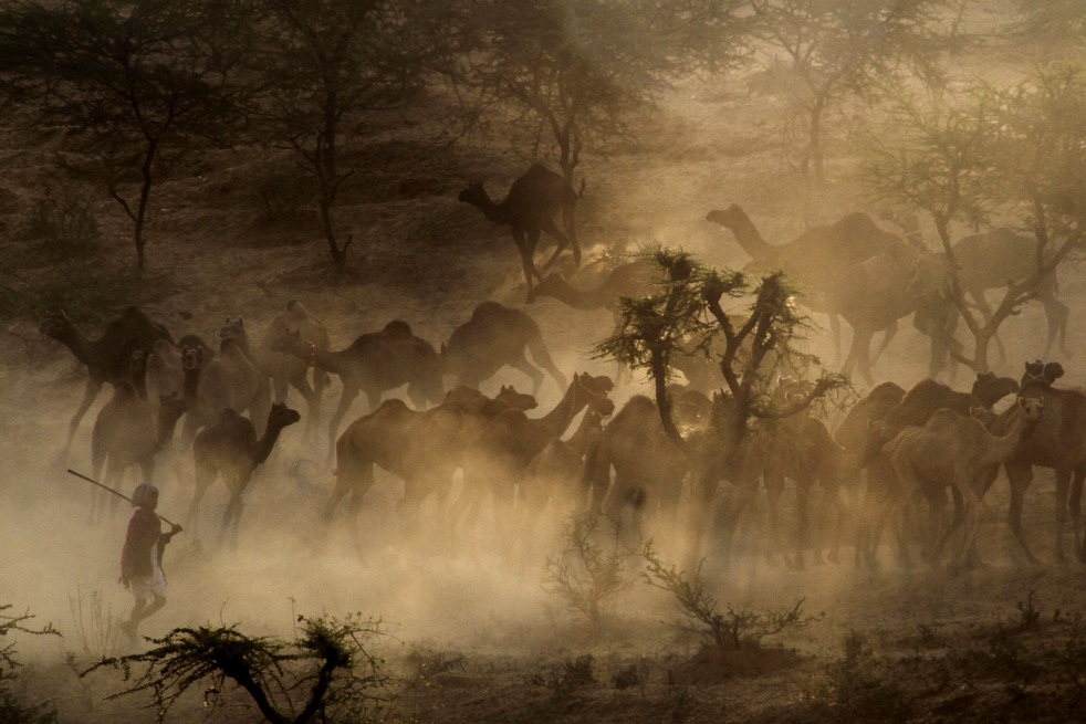 india_cattle_fair_01.jpg