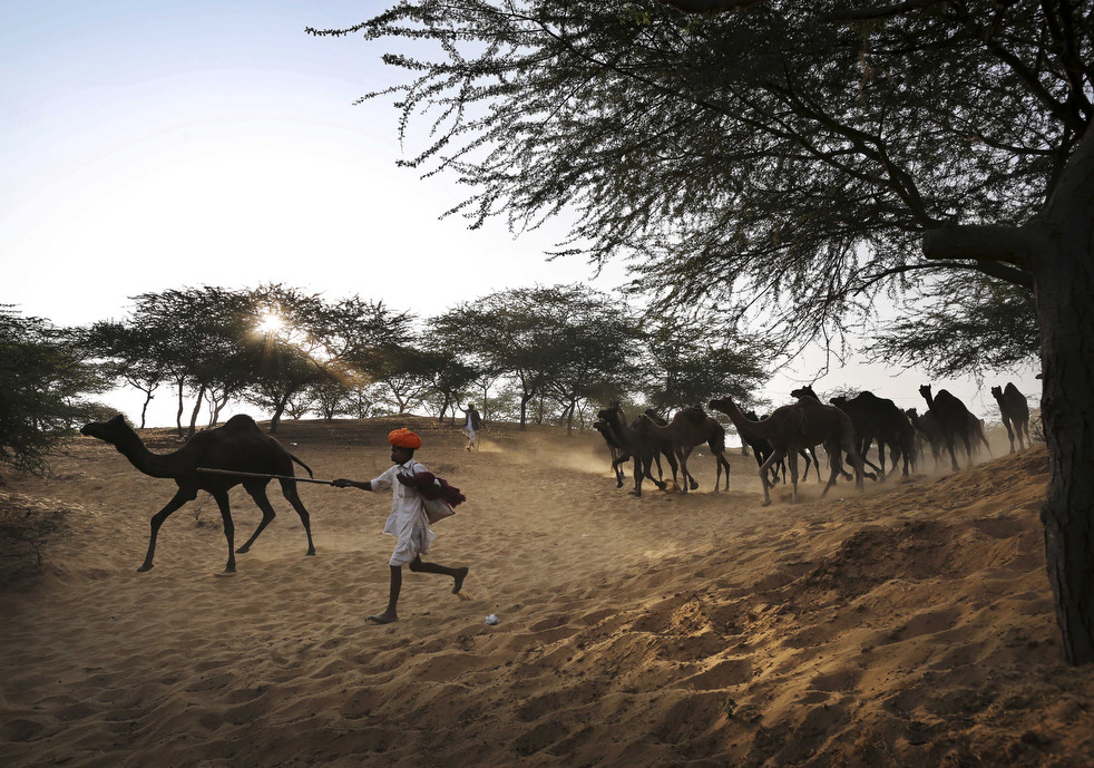 india_cattle_fair_02.jpg