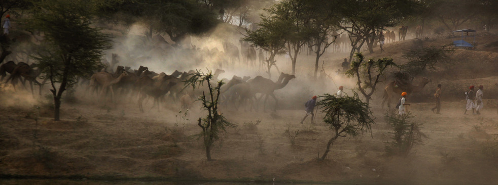 india_cattle_fair_04.jpg