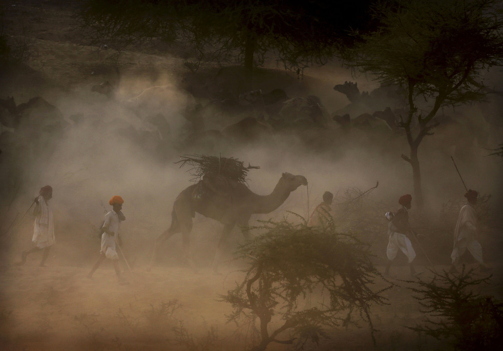 india_cattle_fair_05.jpg