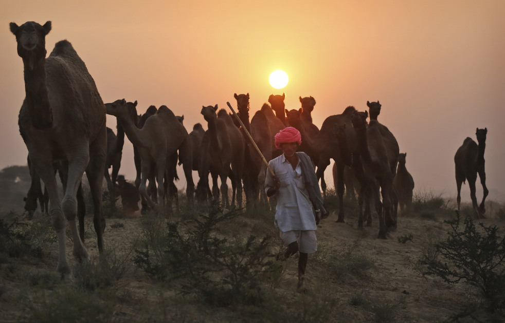 india_cattle_fair_07.jpg