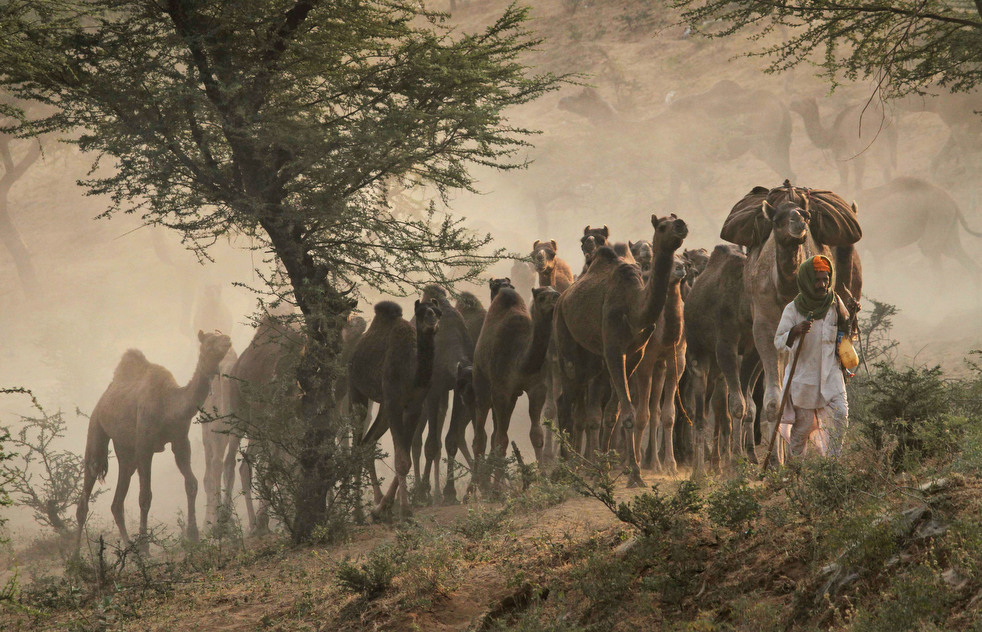 india_cattle_fair_08.jpg