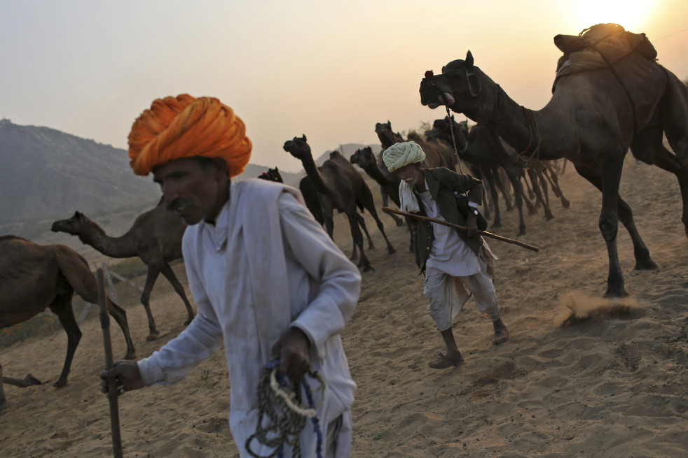 india_cattle_fair_11.jpg