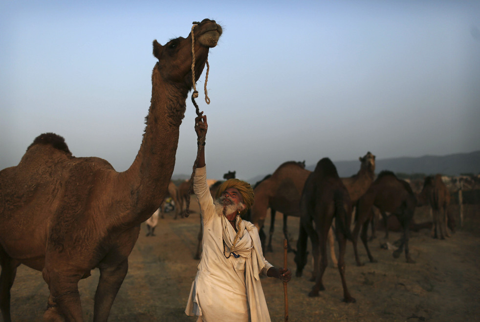 india_cattle_fair_13.jpg