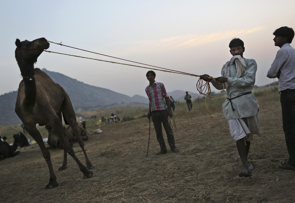 india_cattle_fair_14.jpg