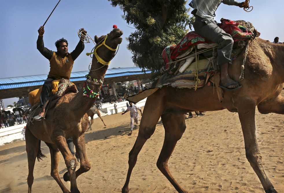 india_cattle_fair_15.jpg