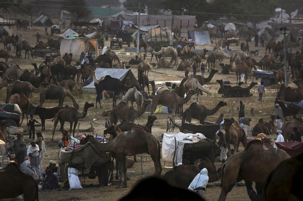 india_cattle_fair_17.jpg