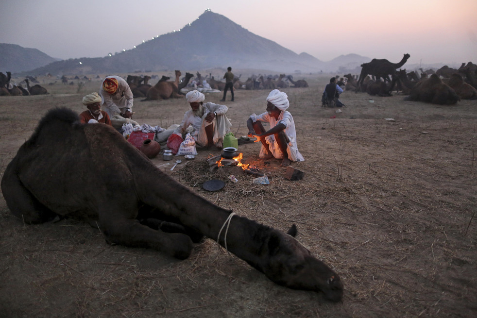 india_cattle_fair_21.jpg