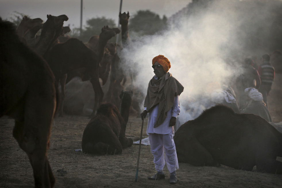 india_cattle_fair_23.jpg