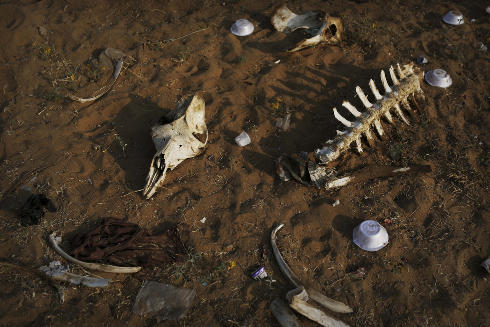 india_cattle_fair_27.jpg