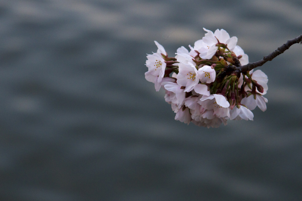 washington_cherry_blossoms_15.jpg